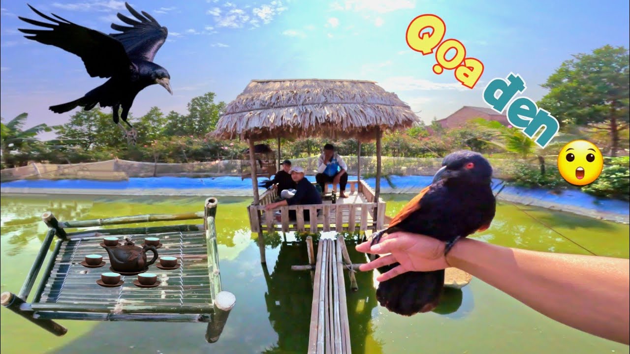 Tự Tay Đóng Chiếc Bàn Trà Và Lần Đầu Bìm Bịp Trạm Mặt Với Quạ Đen / Quế Nghịch