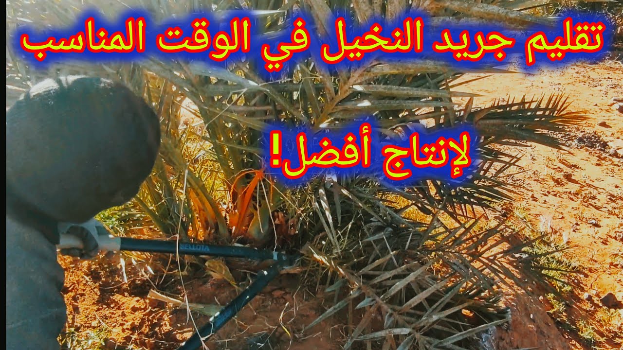 أفضل وقت لتقليم جريد النخيل والطريقة الصحيحة لتحسين إنتاج النخيل