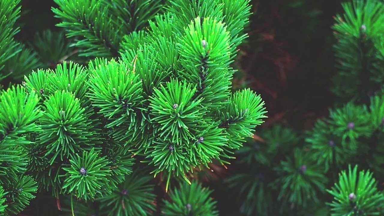 Цыганская песня