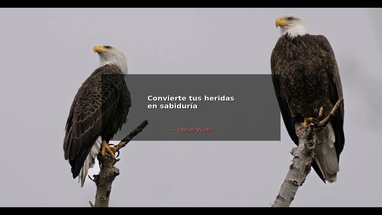 Convierte tus heridas en sabiduría. - Oprah Winfrey | Alma Guerrera
