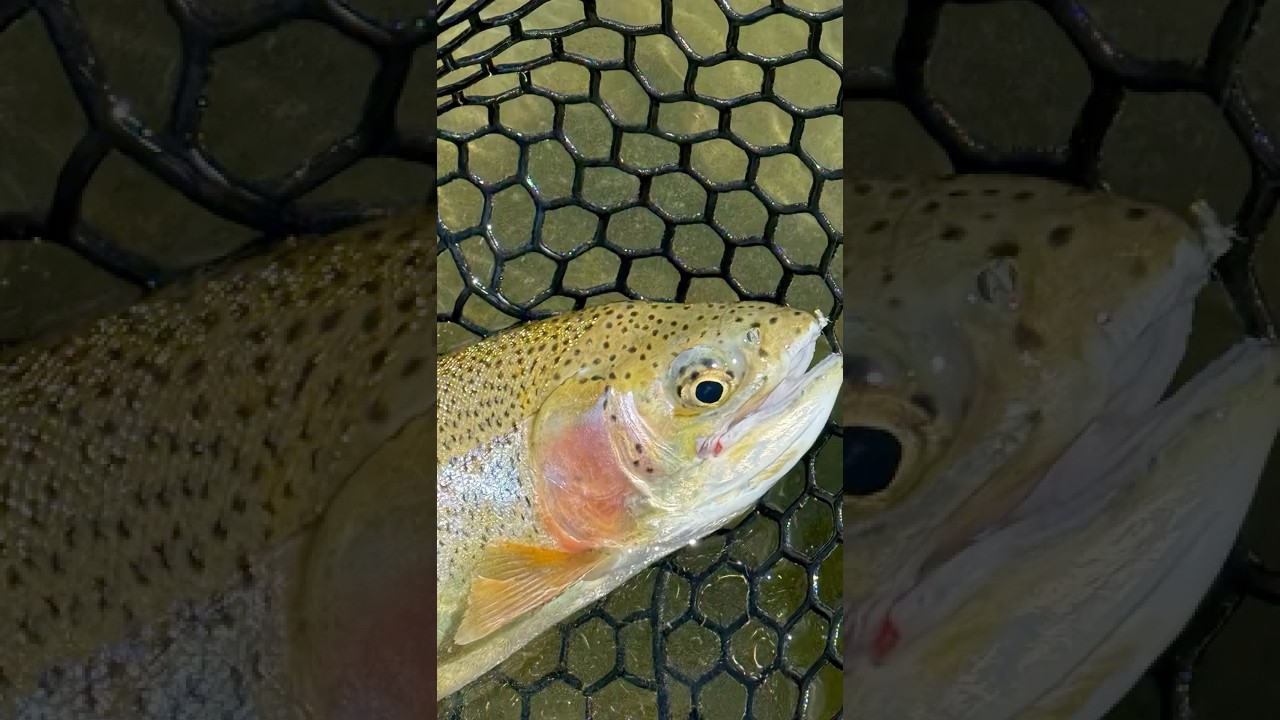 Upper decky lippy for my boy🔥 #fishing #fyp