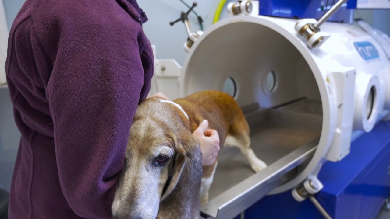 CARE VETERINARY CENTER  Hyperbaric Oxygen Therapy