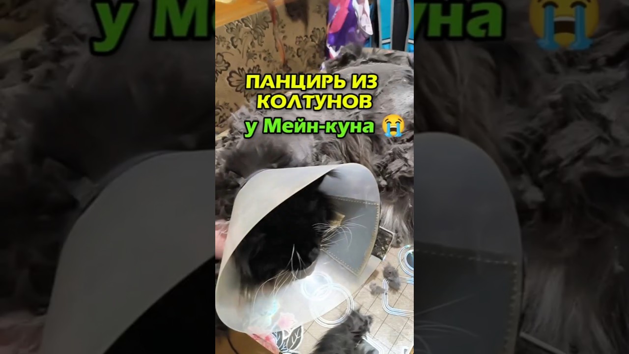 АДСКИЕ😱 КОЛТУНЫ У МЕЙН-КУНА🔥ГРУМЕР на ДОМ #grooming #groomer #груминг #мейнкуна #грумингсалон