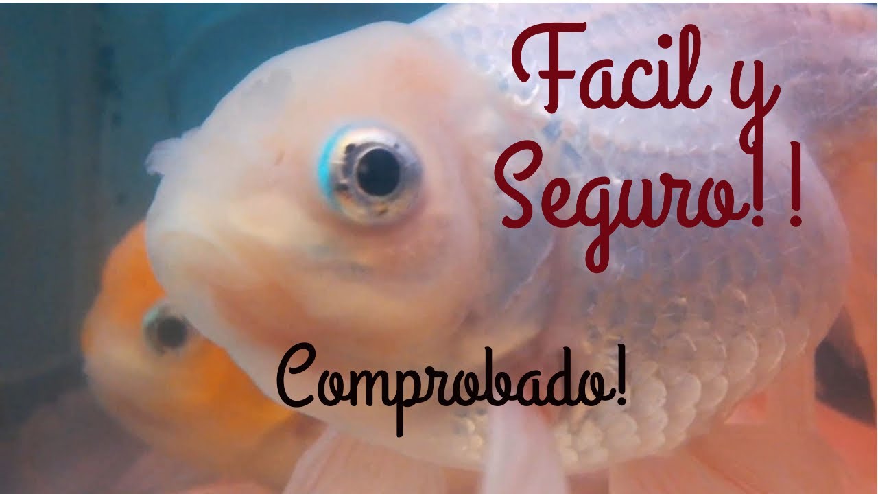 Como curar la Hidropesía y Vejiga natatoria en peces - (Tratamiento Comprobado!) - Simple y seguro