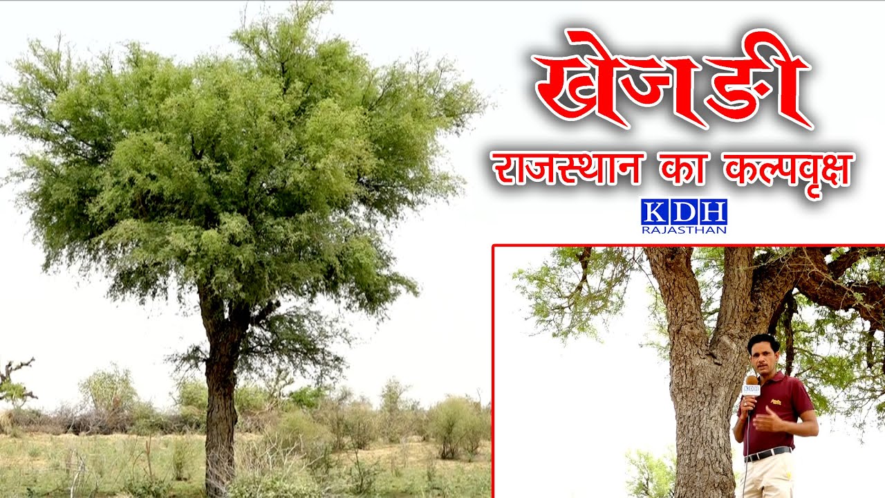 खेजड़ी का पेड़ क्यों राजस्थान का राज्य वृक्ष ? मरुस्थल का कल्पतरु / Prosopis cineraria Tree // KDH
