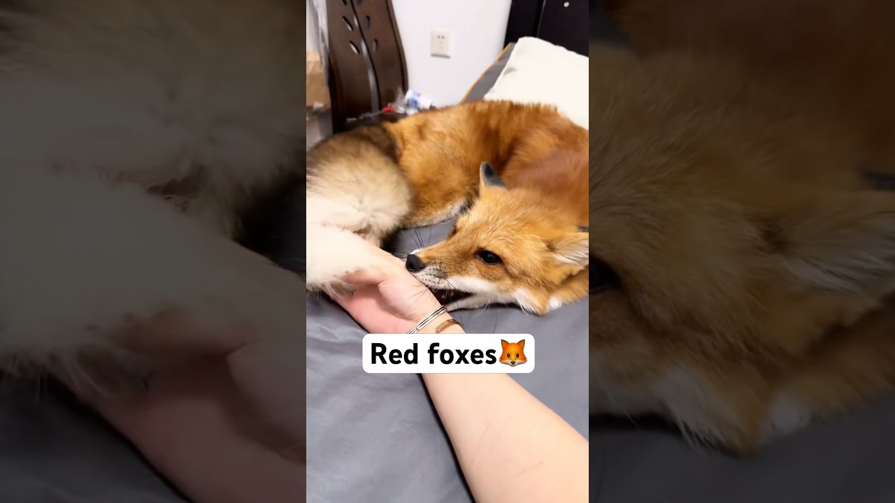 The red fox&rsquo;s magical tail! #animals #wildlife #redfox #pets #funnyanimals