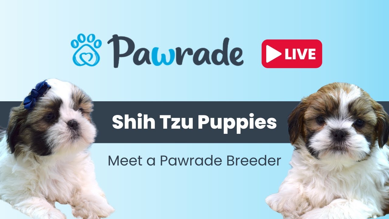 Shih Tzu Puppies - What To Know From A Shih Tzu Breeder