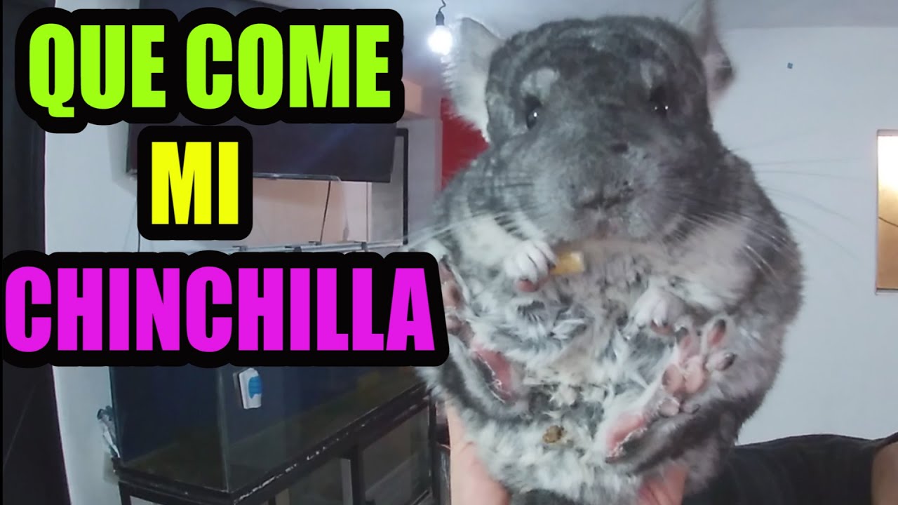 Así alimento a mi chinchilla (Mario Blogs)