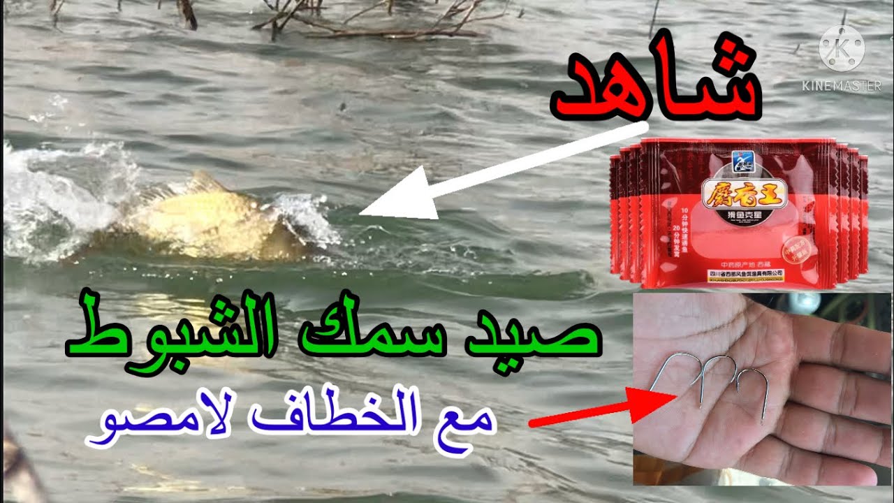 صيد سمك الشبوط أو لكرب مع طعم لي جلب الأسماك@جميل