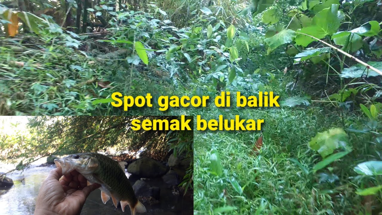 Ada Spot Gacor di Balik Semak Belukar - Casting Hampala