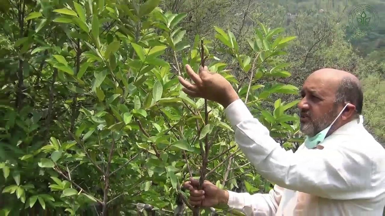 Wedge grafting in Gauva| Dr YS Parmar University of Horticulture and Forestry| COH&F Nerii |