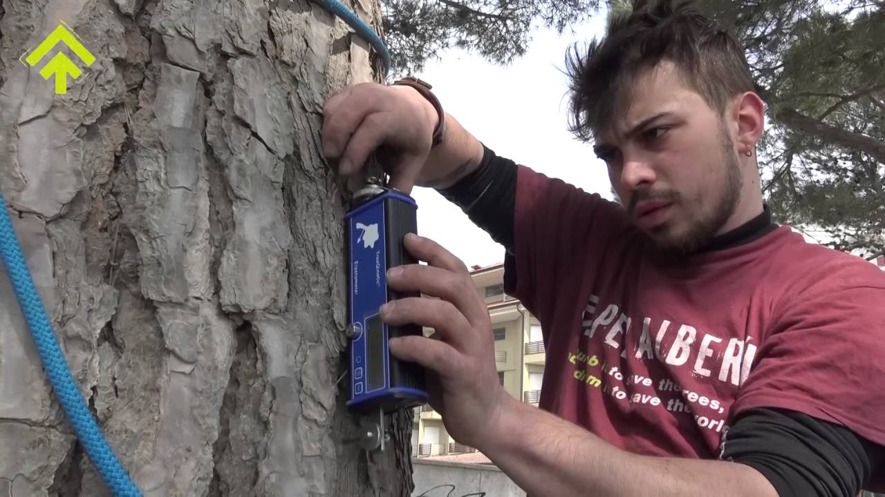 Pulling Test Lignano | SuPerAlberi