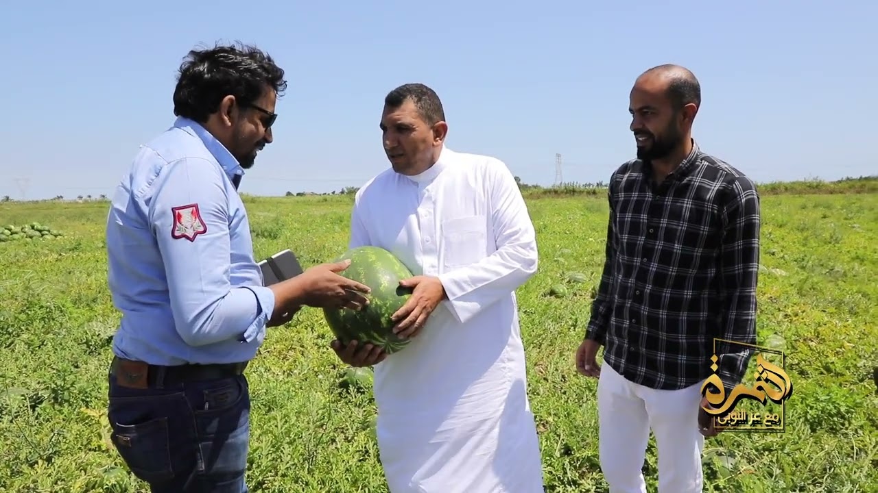 أسرار نجاح زراعة البطيخ  اختيار تقاوي البطيخ المناسبة