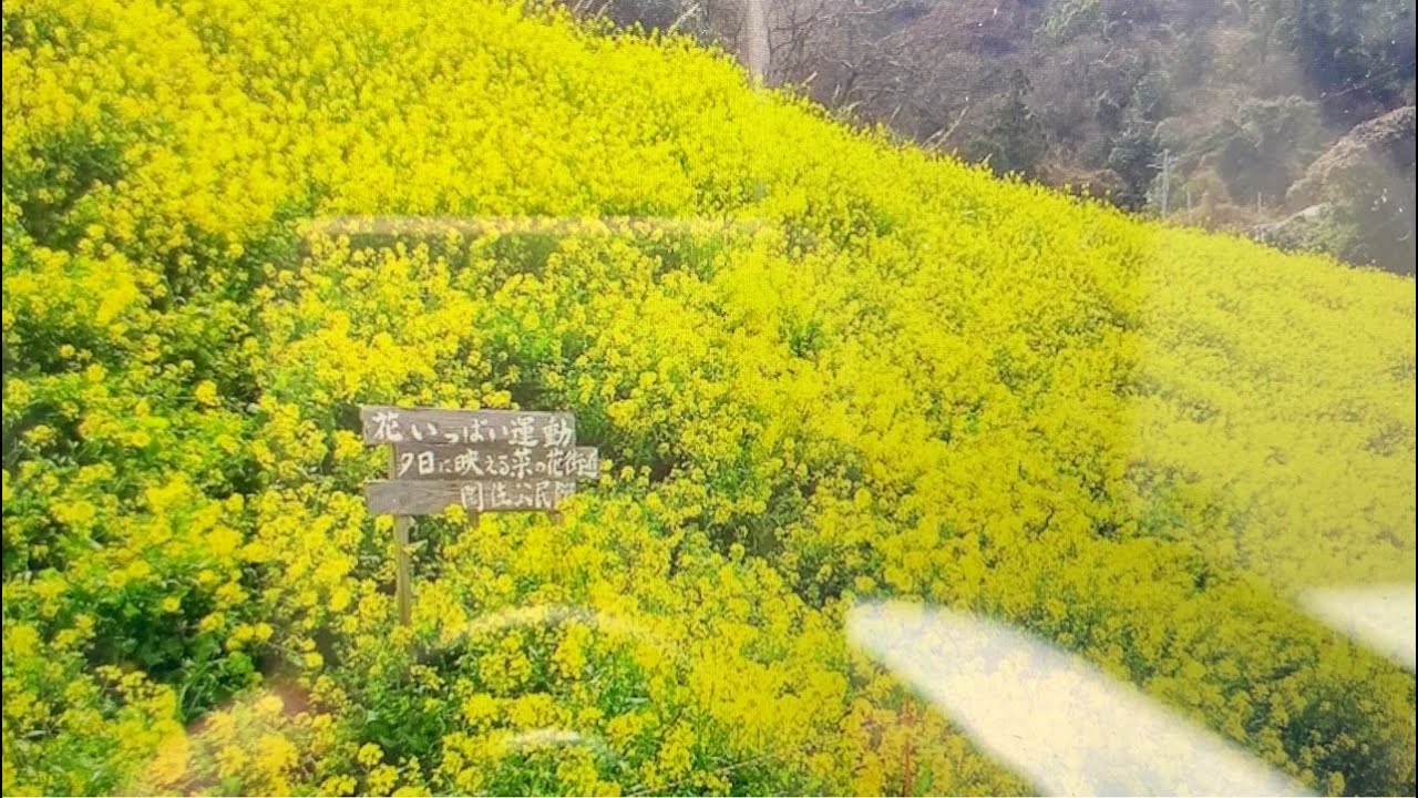 愛媛・双海の菜の花を見に行こう！うるすみの菜の花