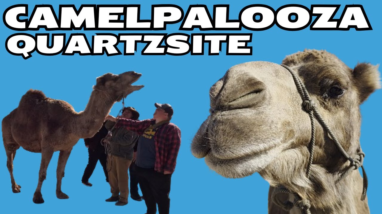 Hi Jolly Camelpalooza Festival and Matt Bremen Memorial | Quartzsite, Arizona