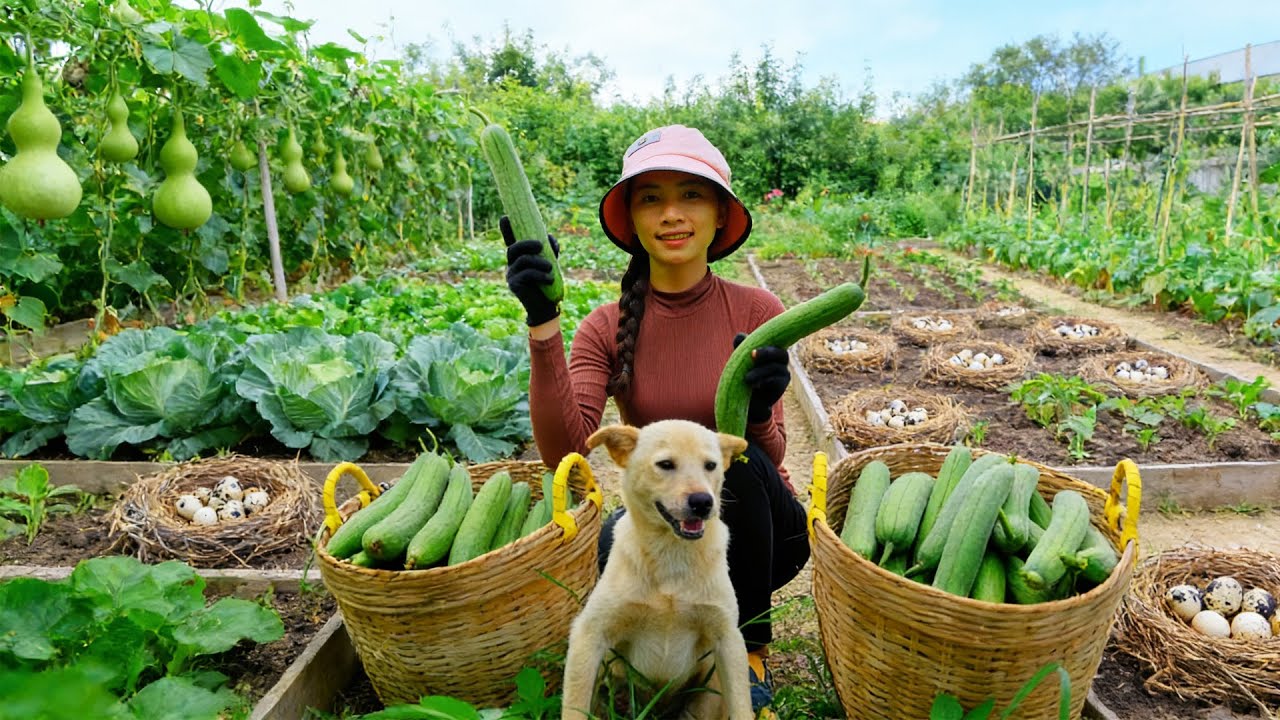Harvest, Sell, And Cook With: Loofah, Banana Blossom, Quail Eggs, Vegetables - Raise Animal -Farm