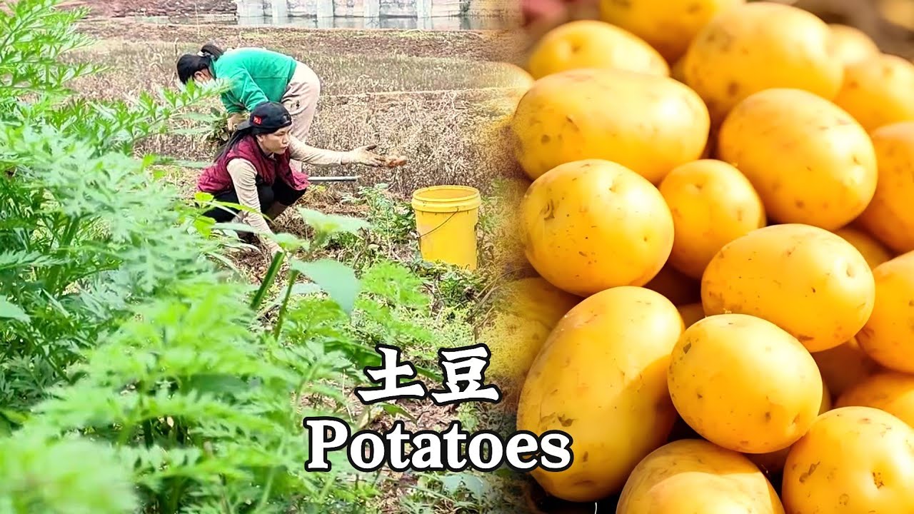 Cooking a Homemade Potato Feast | 土豆成熟了！做一桌土豆宴，还原小时候奶奶和妈妈的味道！【李的四季】