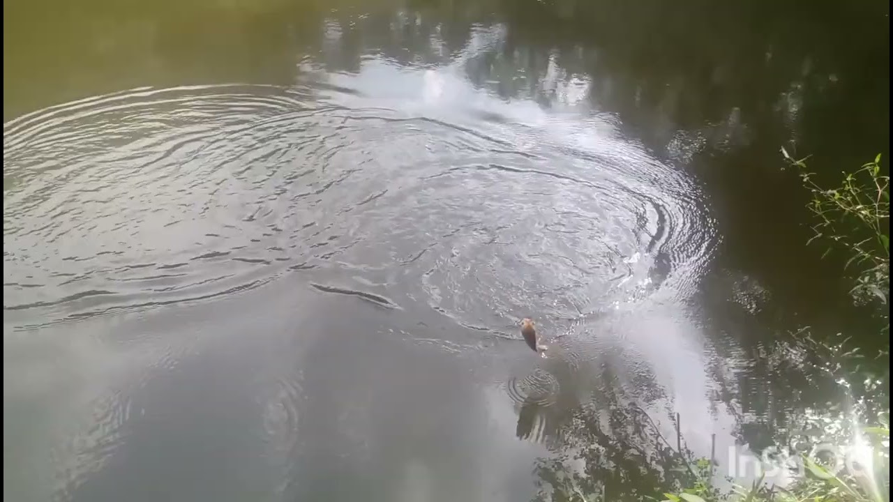 Pescaria de cará e cascudo pescaria 🎣 teve massa ✌️😎👍