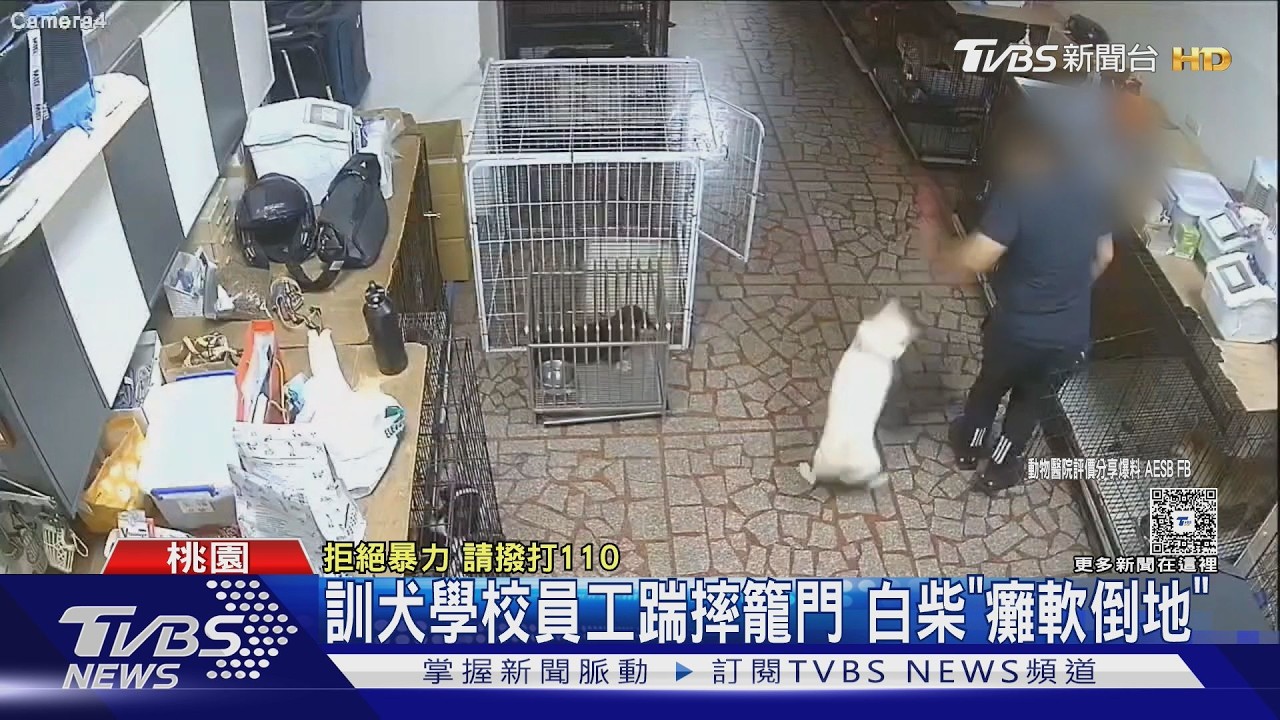 訓犬學校員工踹摔籠門 白柴「癱軟倒地」｜TVBS新聞 @TVBSNEWS01