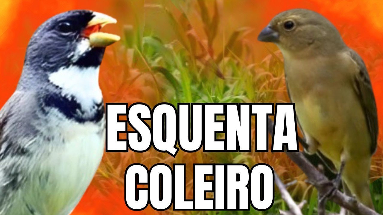 ESQUENTAR COLEIRO TUI TUI COM FÊMEA CHAMANDO E COLEIRO TUI TUI PARA ESQUENTAR COLEIRO TUI TUI