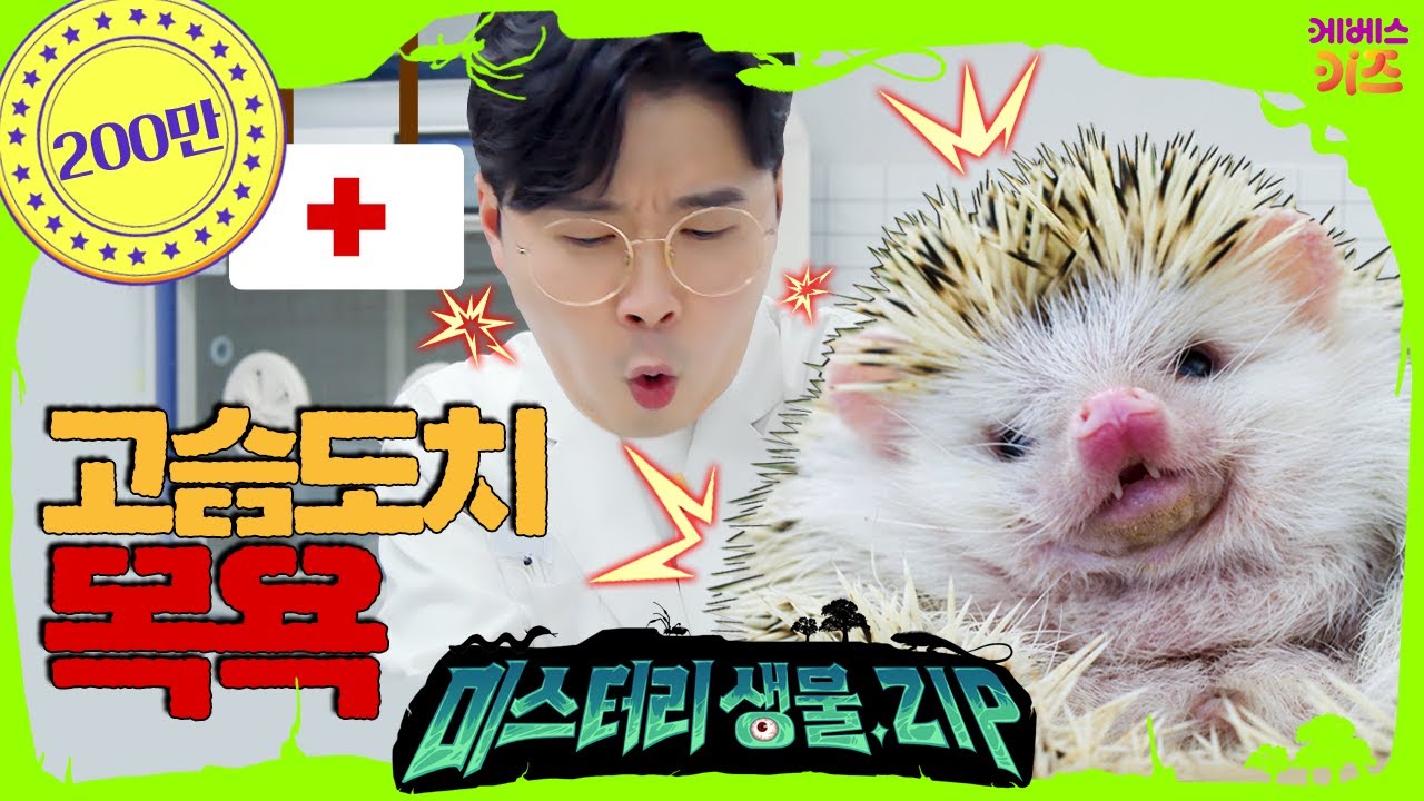 따끔! 따끔! 뾰족한 털을 가진 고슴도치 목욕 시키기ㅣ꾹 동물병원ㅣ고슴도치ㅣ미스터리생물집ㅣ꾹tvㅣKBS 220303 방송