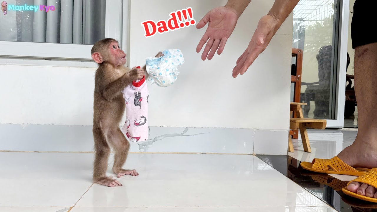 It's unbelievable to see Monkey Kyo do THIS &ndash; She's so smart!