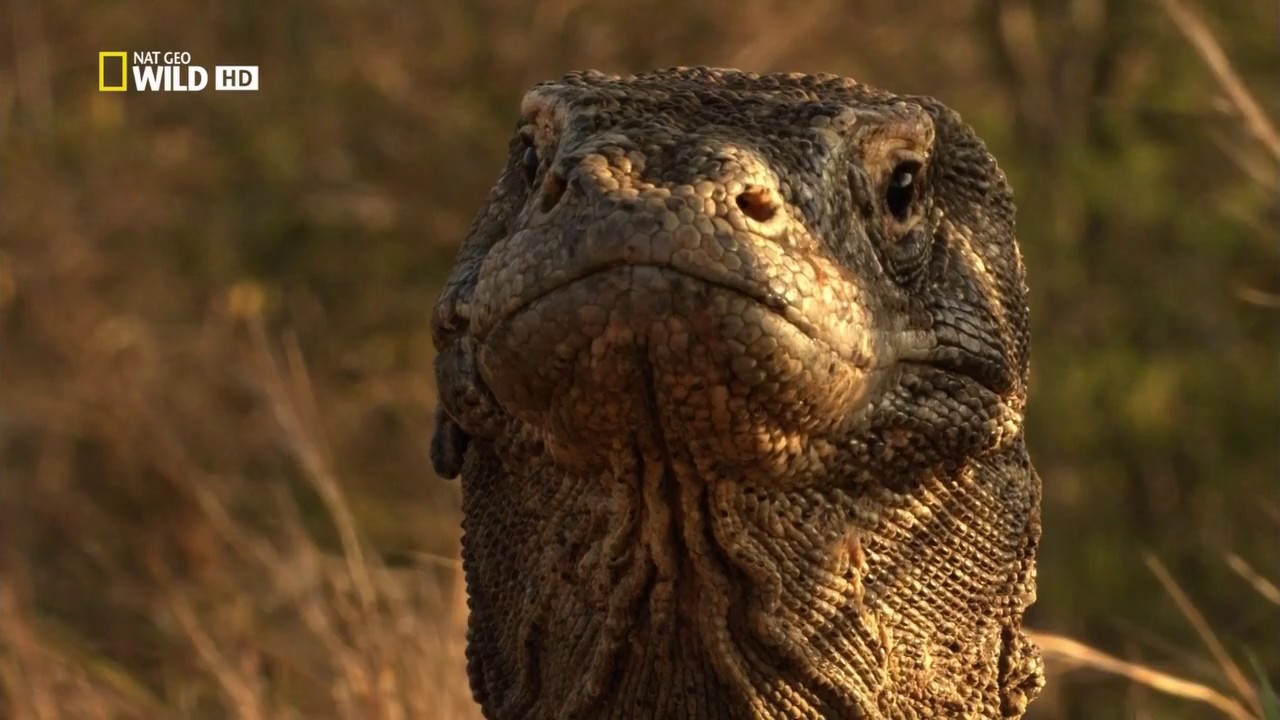 Documental: Las Islas Del Veneno (Castellano)