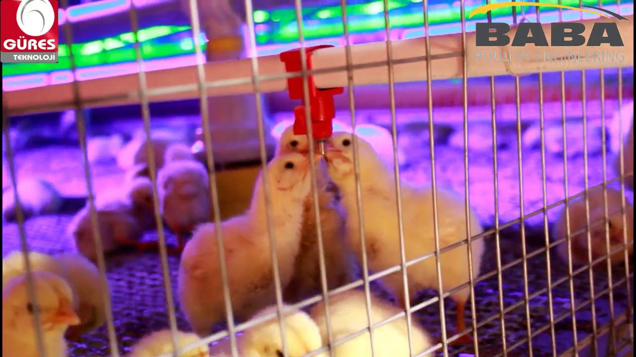 Güres Technology Broiler Cage  - Poultry Technology for Pakistan
