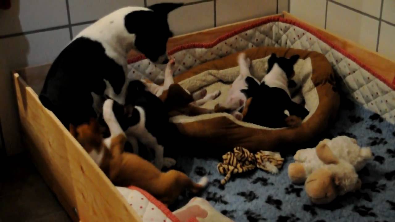 Basenji Puppies handled in a cool way by aunt Lily