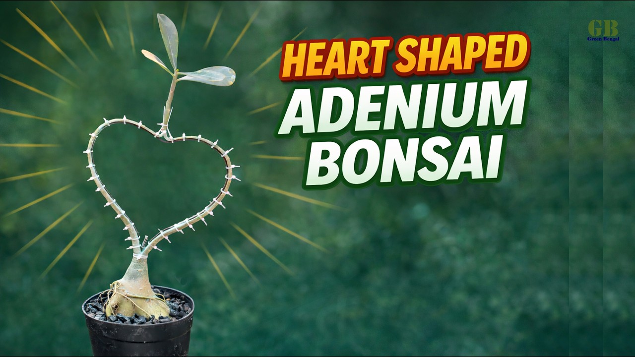 Heart Shaped Adenium Bonsai | Amazing Desert Rose Bonsai Design | Adenium Bonsai Tutorial