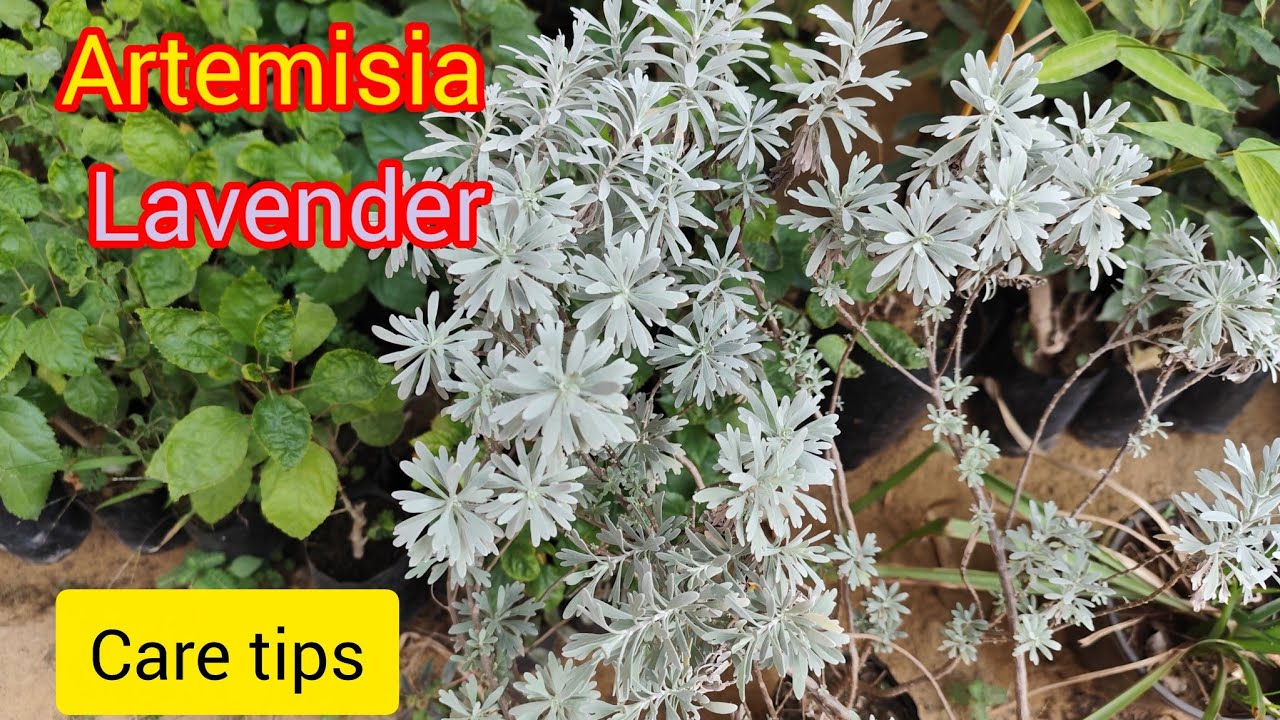 Silver Artemisia plant complete care | Lavender plant care