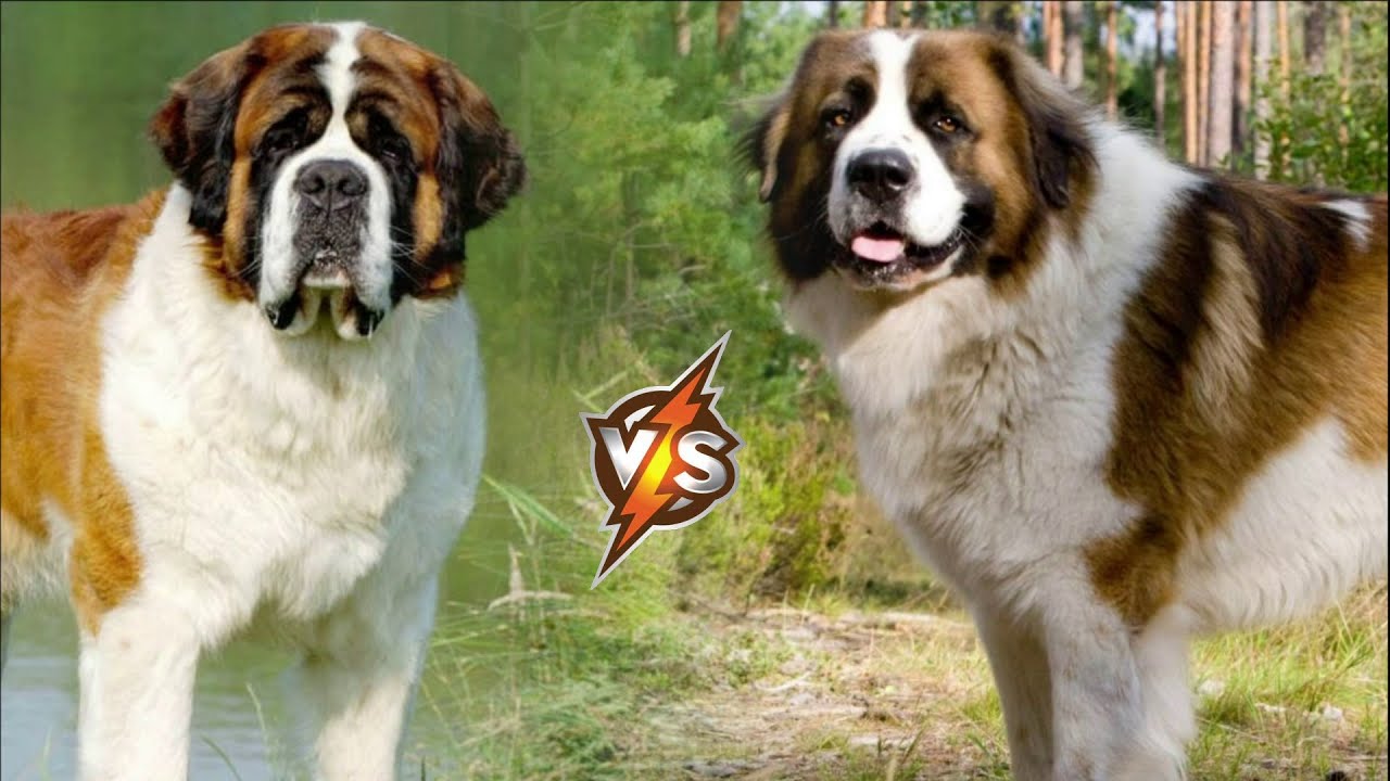 SAINT BERNARD vs MOSCOW WATCHDOG - WHO WILL WIN THIS BATTLE?