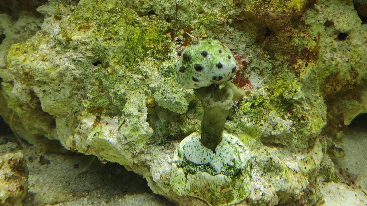 Dino i cyjano. Armagedon w 125L