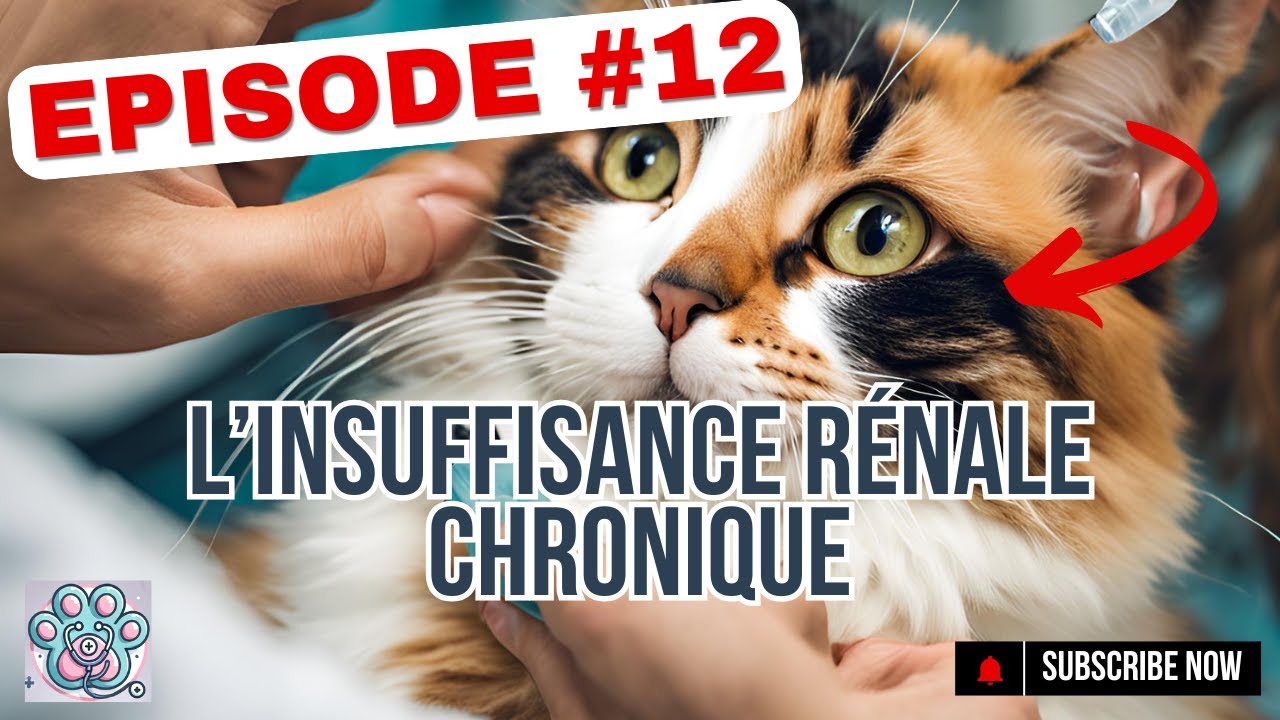 Comprendre l’insuffisance rénale chronique chez le chat – Feat Yuki