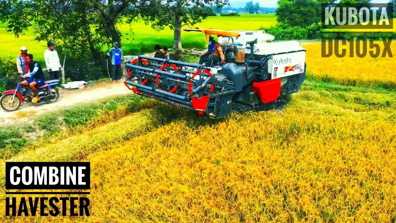 KUBOTA DC105X Harvesting Dry Season Rice  Combine Harvester in Action