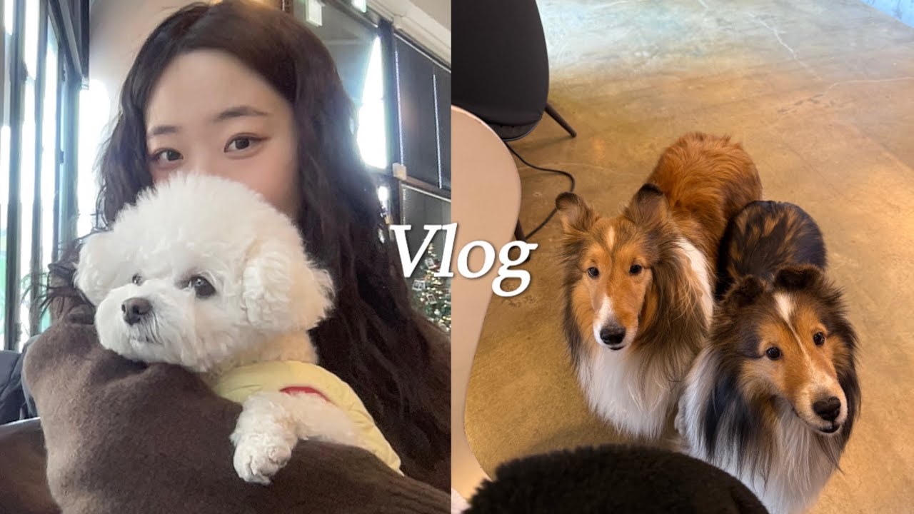 Vlog | 일상 브이로그 | 카페, 강아지, 요가, 떡볶이, 취준, 소금빵