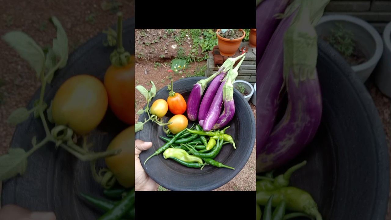 Harvest Time | Calm Harvesting Adventure 🍃 | Let's Harvest #garden #harvest #organic #village #food