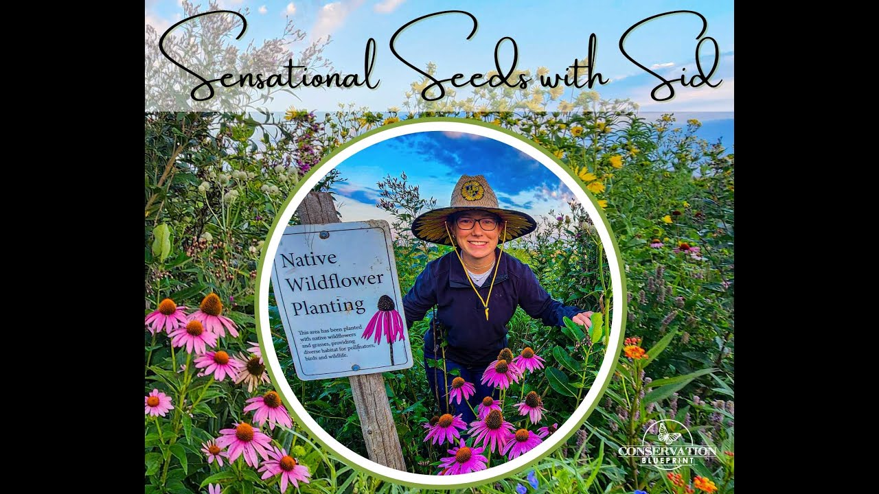 Sensational Seeds With Sid: Scaly Blazingstar seed harvest