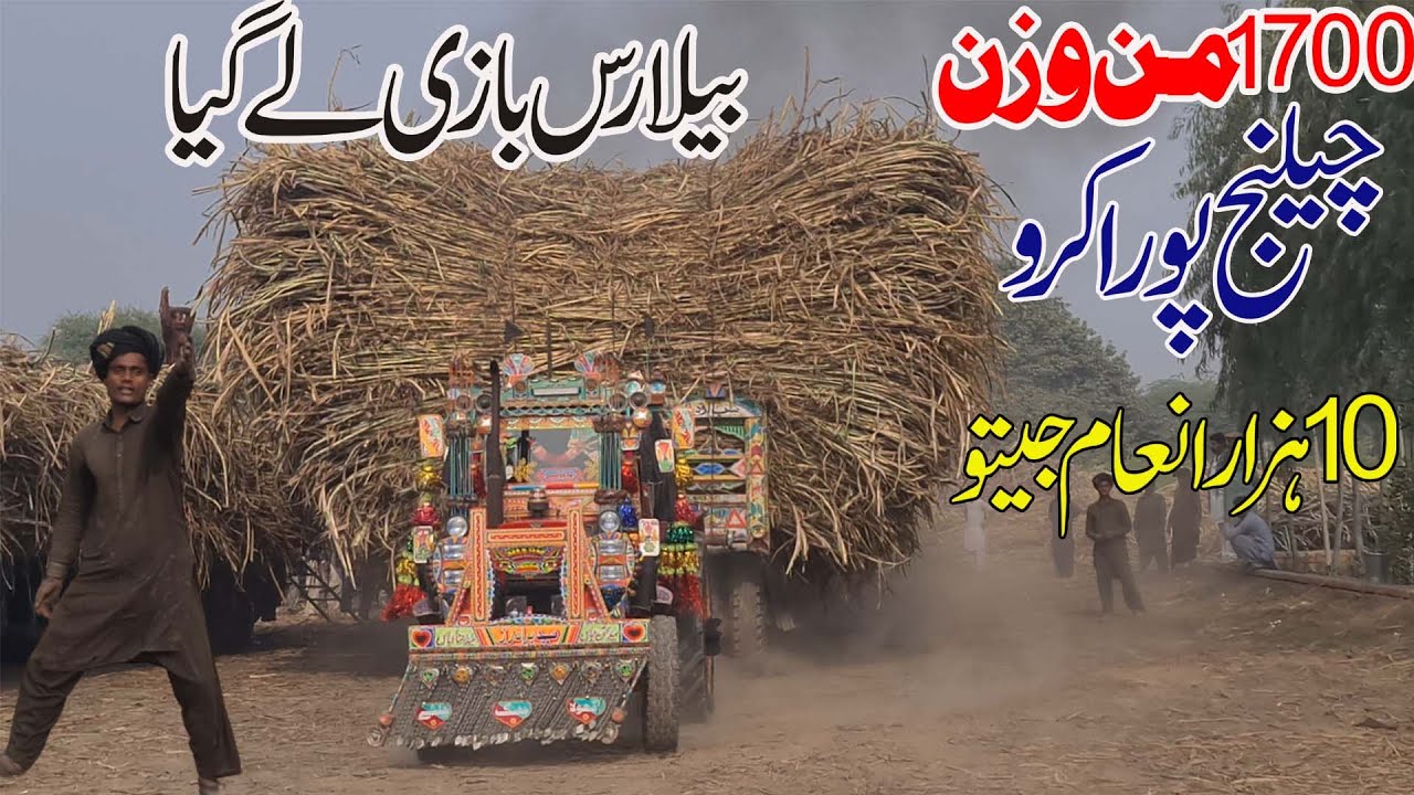Well Done Belarus Tractor 510 Performance Trailer Pulling 1700 Man Ganna Lod Sugarcane System Punjab