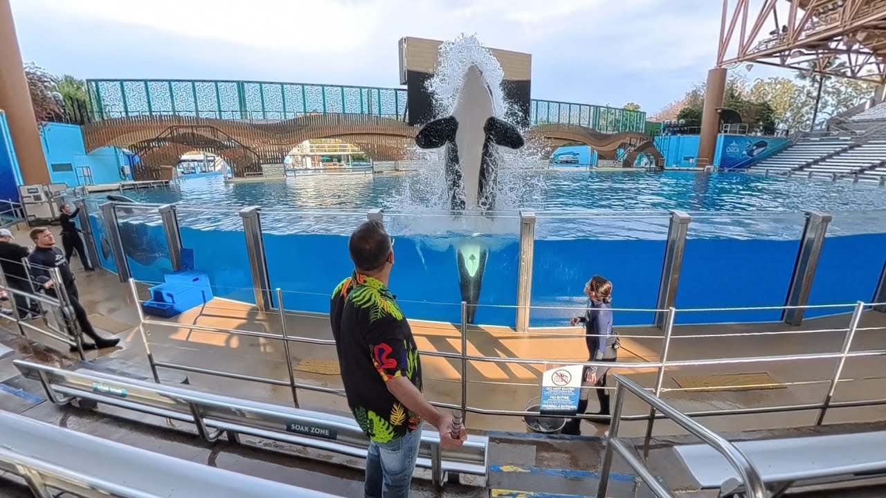 Orca Uplcose Encounter at SeaWorld Orlando