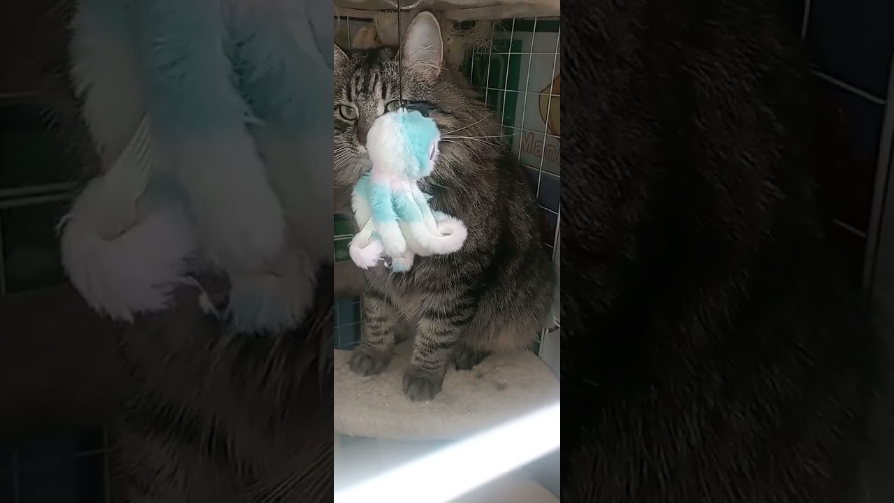 Стою на асфальте я в лыжи обута ...😵‍💫