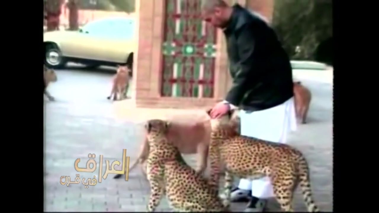 عدي صدام حسين يُطعم نموره