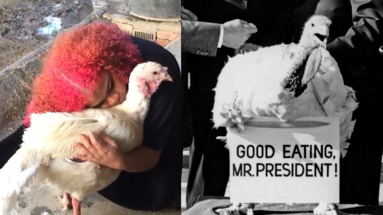 5 Turkeys to Remember Before Eating Yours This Thanksgiving
