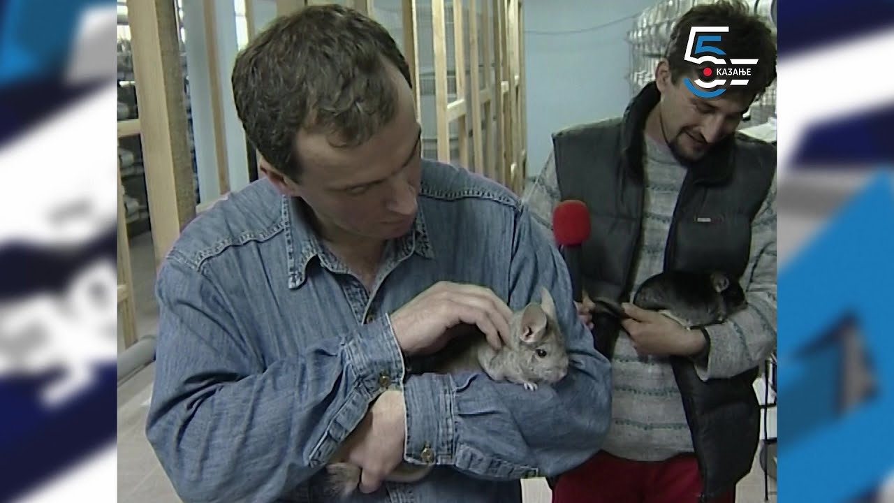 Farma činčila - upoznajte ove  ljupke životinjice