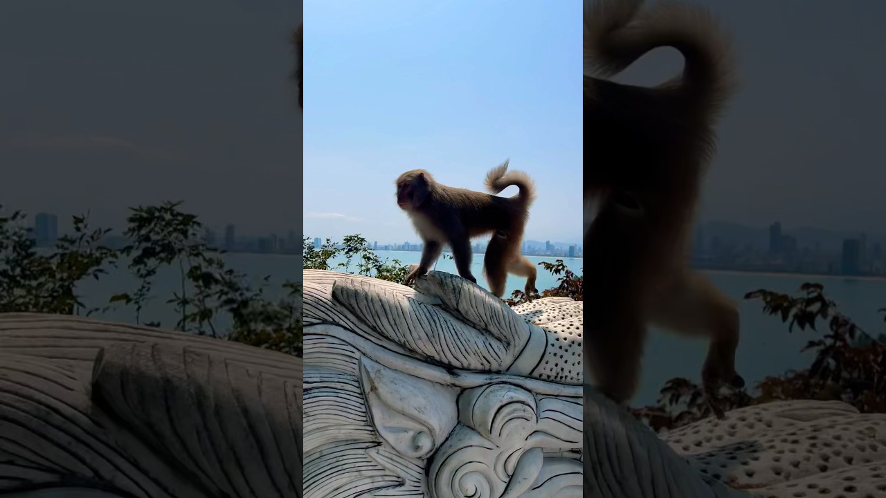 Monkey on marble dragon head! 