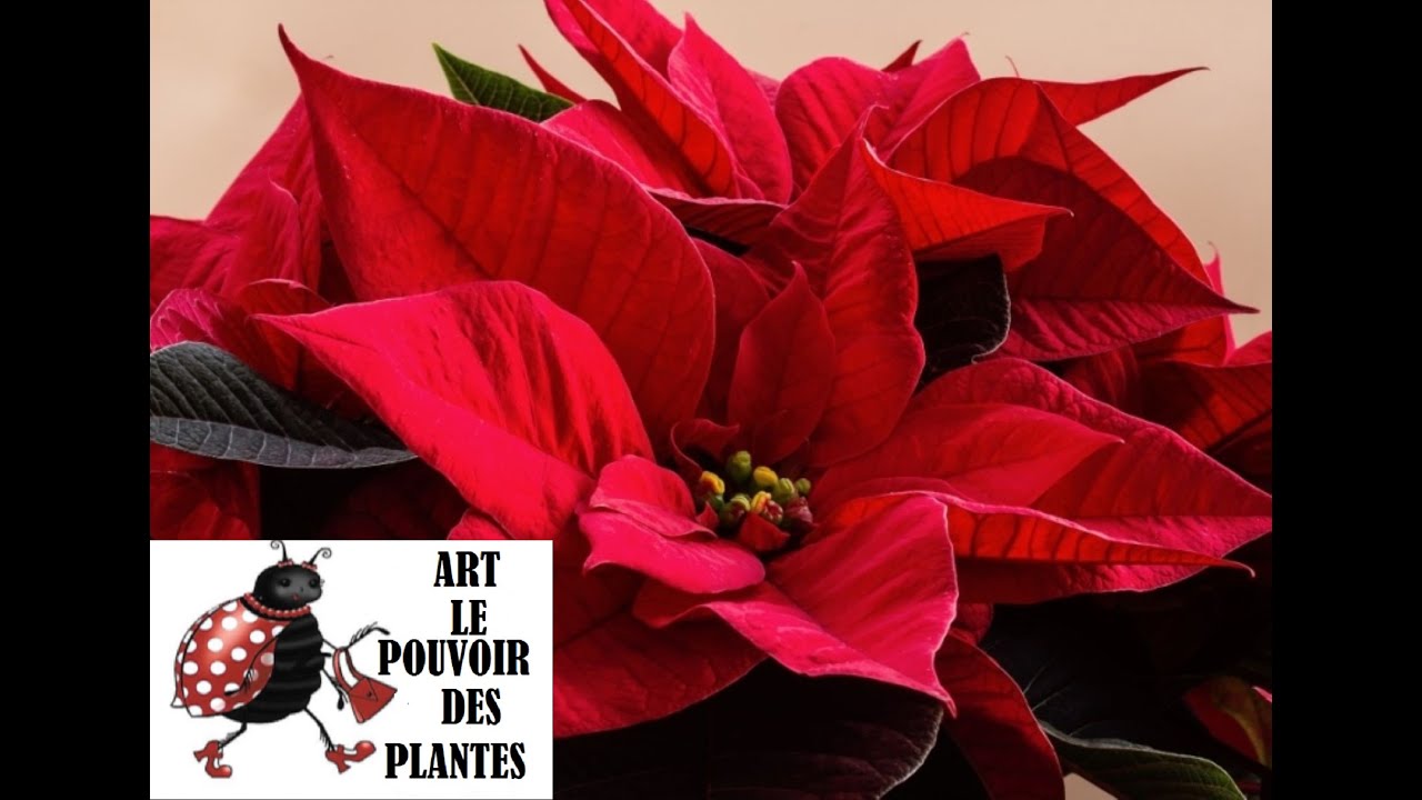 Le secret pour faire refleurir votre poinsettia chaque année 🌟