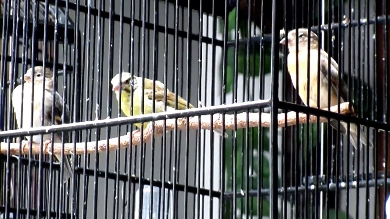 Red Siskin Chicks