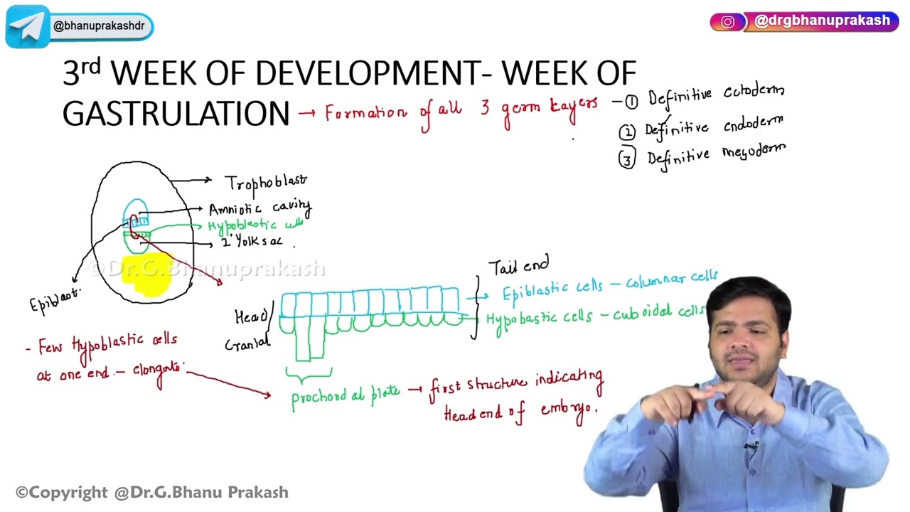 11. Third Week Of Development : Embryology🚼