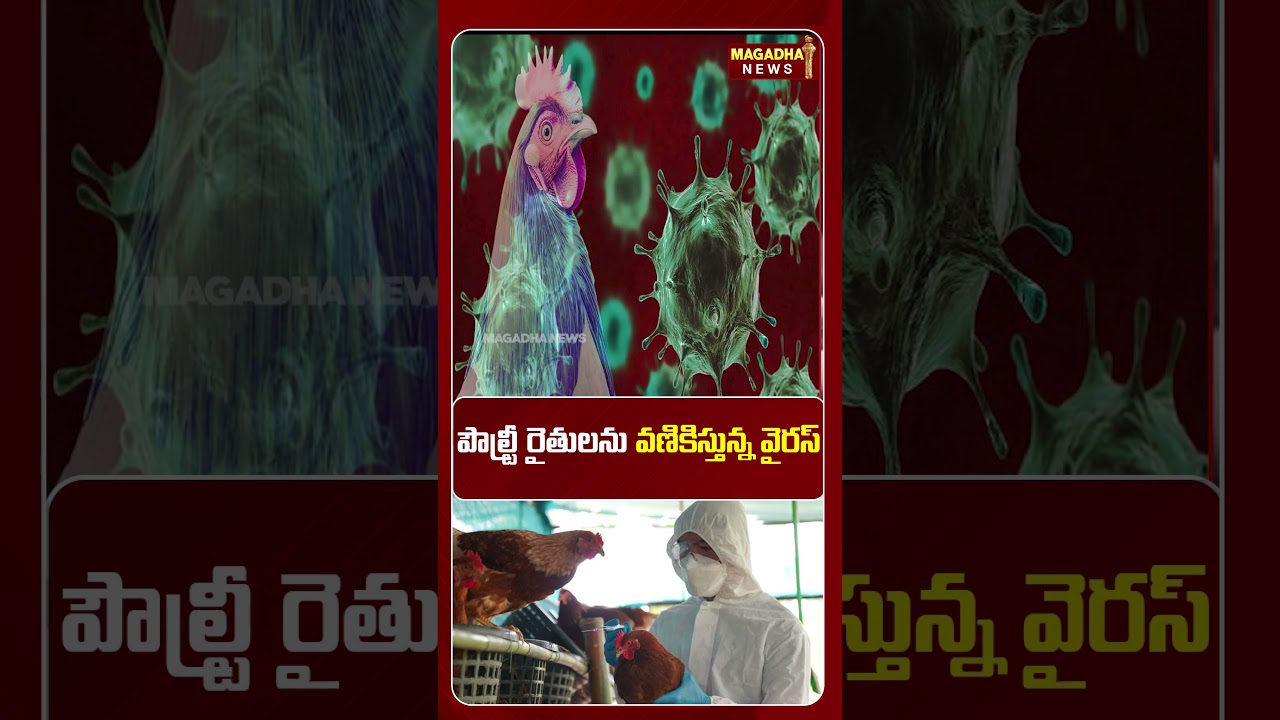 పౌల్ట్రీ రైతులను వణికిస్తున్న వైరస్ | Mysterious Virus Effect on Poultry Farm in Telugu States |