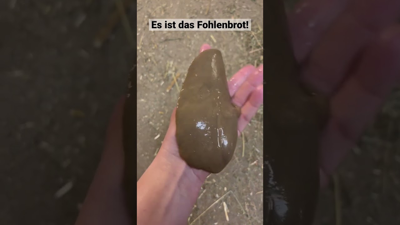 Mysteri&ouml;ser Fund bei der Pferdegeburt! #pferde #pferdewissen #fohlen #stute #unn&uuml;tzeswissen